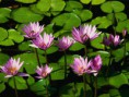 /album/fotogaleria-inicio/nenufares-jpg/